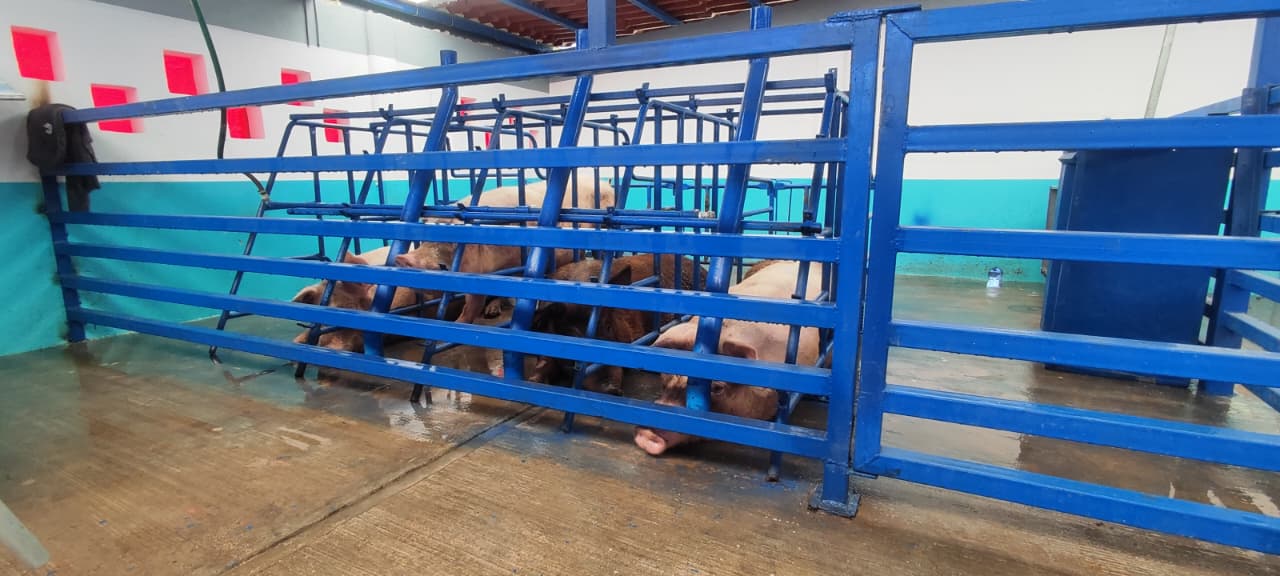 Cerdos en gestación