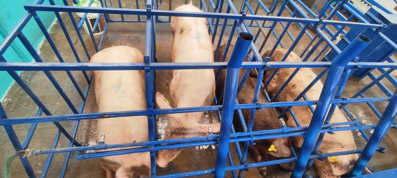 Semen para inseminación